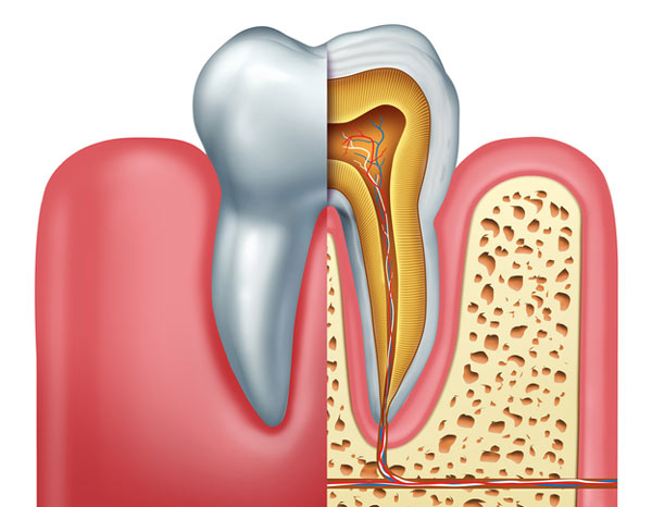 Diagram of tooth showing tooth root at Roane Family Dental in West Linn, OR